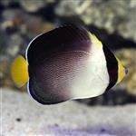 فرشته ماهی سنگاپوری – Singapore Angelfish