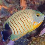 فرشته ماهی ایبلی – Red Stripe Angelfish