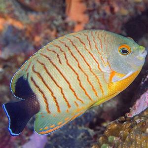 فرشته ماهی ایبلی – Red Stripe Angelfish