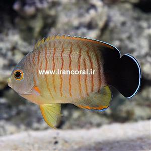 فرشته ماهی ایبلی – Red Stripe Angelfish