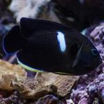 فرشته ماهی کی هول – Tibicen Angelfish