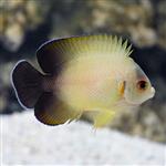 فرشته ماهی ورولیکی ( نیمه مشکی ) – Half Black Angelfish