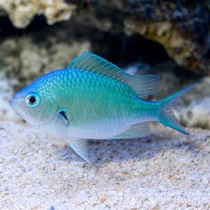 کرومیس سبز آبی – Blue-Green Reef Chromis