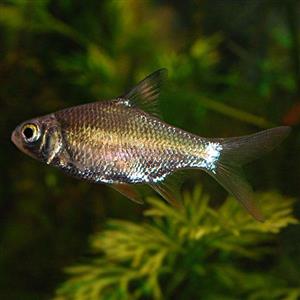 بارب حلب – Tinfoil Barb