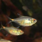 تترای چشم چراغی – Red Eye Tetra