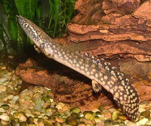 پولی تایگر – Polypterus 