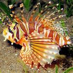 خروس ماهی گورخری  – Zebra Lionfish