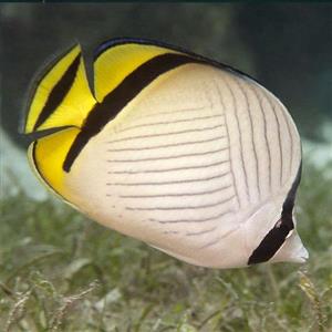 پروانه ماهی واگابوند – Vagabond Butterflyfish