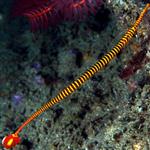 پایپ فیش قرمز بند دار – Banded Pipefish