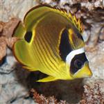 پروانه ماهی راکون – Raccoon Butterflyfish