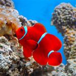 دلقک ماهی مارون – Maroon Clownfish