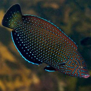 راس تامارین خال آبی – Bluespotted Wrasse