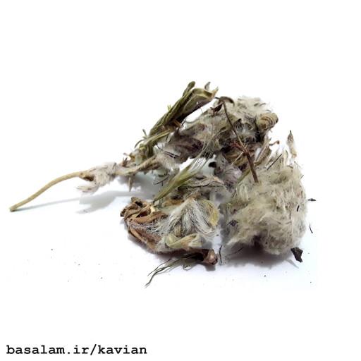 چای کوهی فله ای