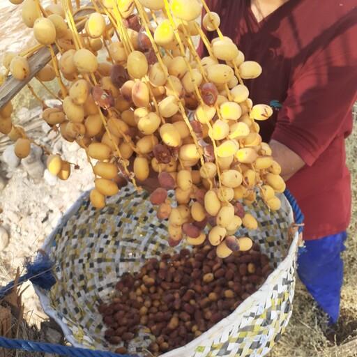 خرما زاهدی فله