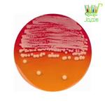 Dermatophytes Selective Agar (DTM) acc. to TAPL