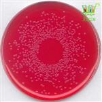 محیط کشت BPLS Agar, Modified- Brilliant-green Phenol red