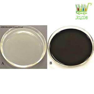 محیط کشت Starch Agar 