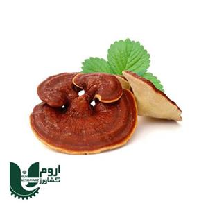 قارچ گانودرما خالص پرورشی گونه قوی حجم 250 گرم