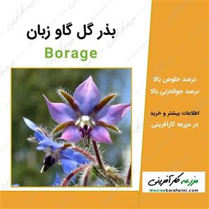 بذر گل گاو زبان اروپایی بسته 20 عددی