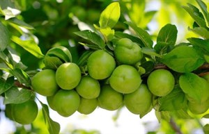 نهال گوجه سبز شهریار