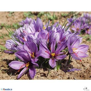 قطره خوراکی زعفران زردبند