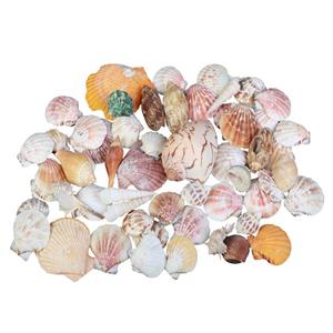 صدف تزیینی مدل sb مجموعه 40 عددی