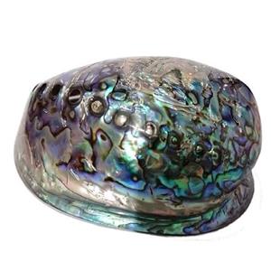 دکوری طرح صدف مدل آبالون