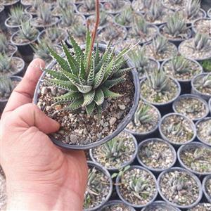 پک ساکولنت هاورتیا گورخری (گلدان 10) 9 عددی