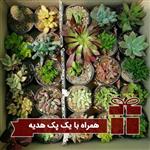 پکیج هدیه دار ساکولنت (گلدان 6) 250 عددی