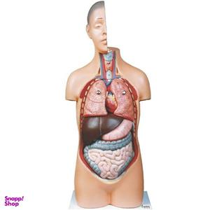 بازی آموزشی صنایع آموزشی طرح مولاژ نیم تنه انسان کد 20047