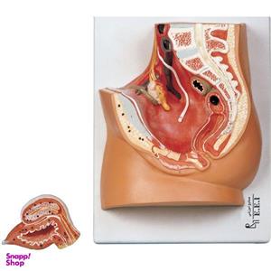 بازی آموزشی صنایع آموزشی طرح مولاژ لگن خاصره زن کد 30003