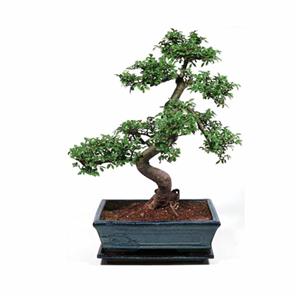 بنسای نارون Chinese elm