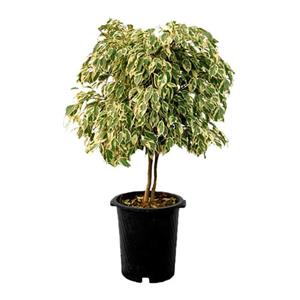 گلدان بنجامین ابلق Weeping fig