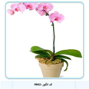 گلدان ارکیده صورتی