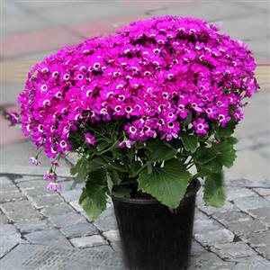 گل گلدانی سینره نوروزی