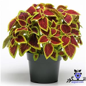 گل حسن یوسف