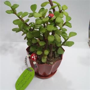گلدان کوچک کراسولای خرفه ای