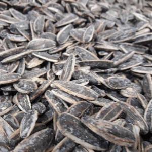 تخمه دورنگ سنجاقک تازه(900گرمی)