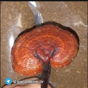قارچ گانودرما جنگلی