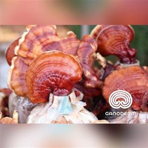 گانودرما لوسیدوم اصل