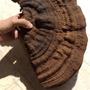 گانودرما قهوه ای
