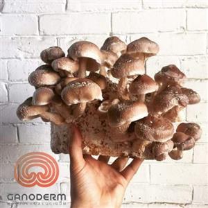 شیتاکه 250 گرم