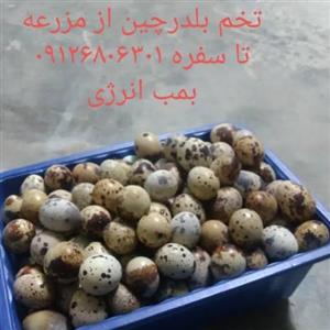 تخم بلدرچین خانواده 72 تایی از مزرعه تا سفره ویژه ایران طلا 