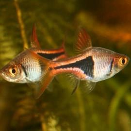 رازبورا دلقک