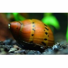 حلزون توت فرنگی