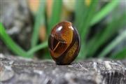 چشم ببر(Tiger eye) S7596