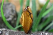 چشم ببر(Tiger eye) S7600