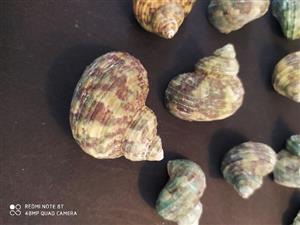 بسته 5 عددی صدف هارونی