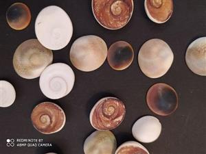 پک 5 تایی صدف خاص و کمیاب