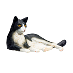 گربه دراز کشیده سفید و مشکی موجو  Cat Lying Black and White 387367